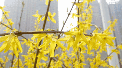 在洛阳,迎春花分布较为广泛,街头巷尾都有着迎春花嫩黄的影子.
