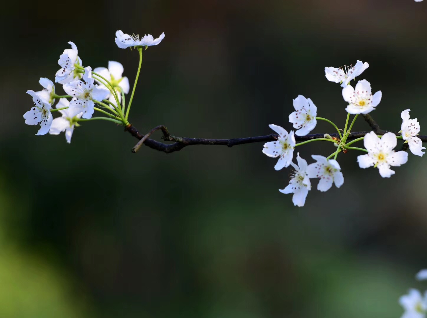 城中桃李愁风雨,春在溪头野荠花