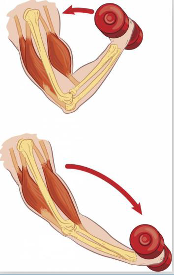 离心收缩时同时发生的,当前面的肱二头肌缩短时后面的肱三头肌被拉长