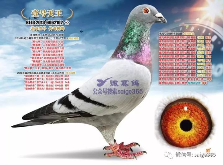 北京市张斌种鸽图片图片