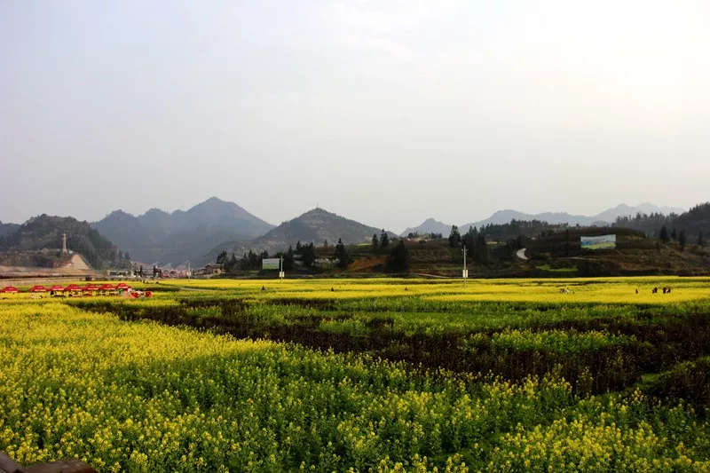 瓦屋油菜花田里,渐渐宁静下来.一天的旅途随着夕阳西落而拉下帷幕.