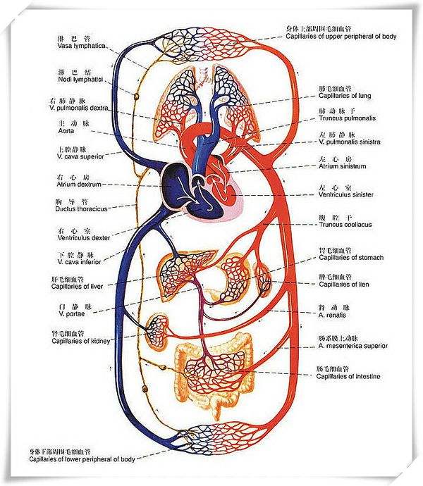 体循环途径图片