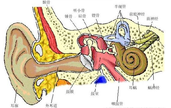 人工听骨链图片图片