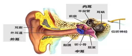 人耳按結構和功能,分為