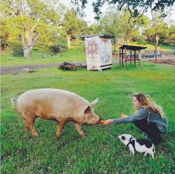 一个人抱着一头猪的图图片