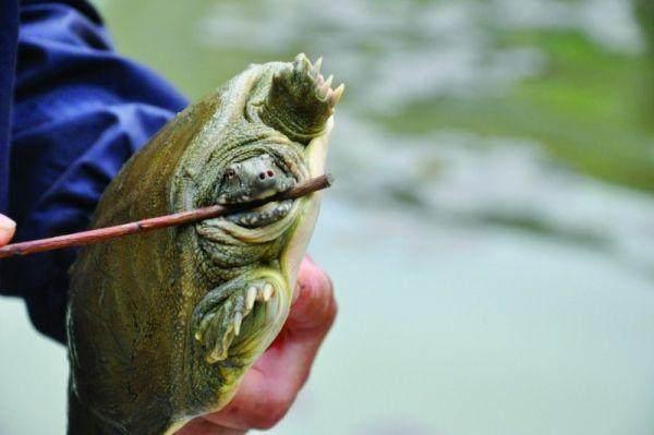 被甲魚咬之後會很慘霸王別姬的做法食材準備:500克甲魚肉,土雞一隻,姜