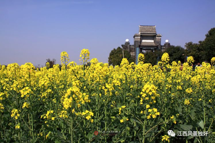 安义古村有20万亩油菜地.道路两旁,油菜花金黄灿烂,一望无垠.