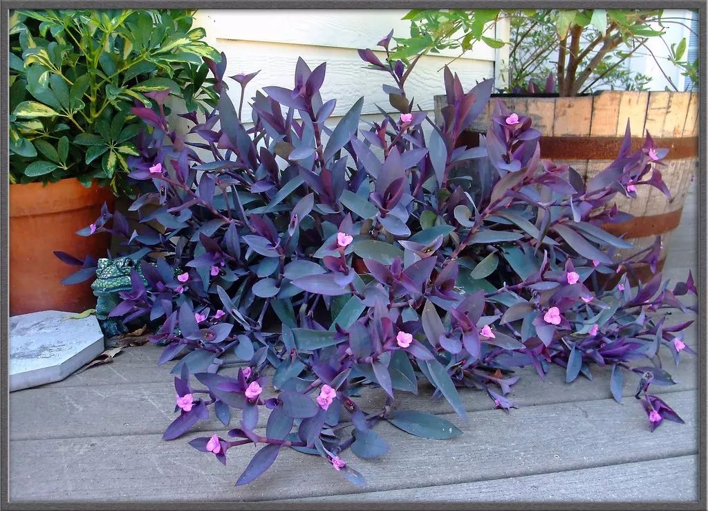 九种养在室内的紫色盆栽观叶植物 整个室内显得特别神秘 多彩