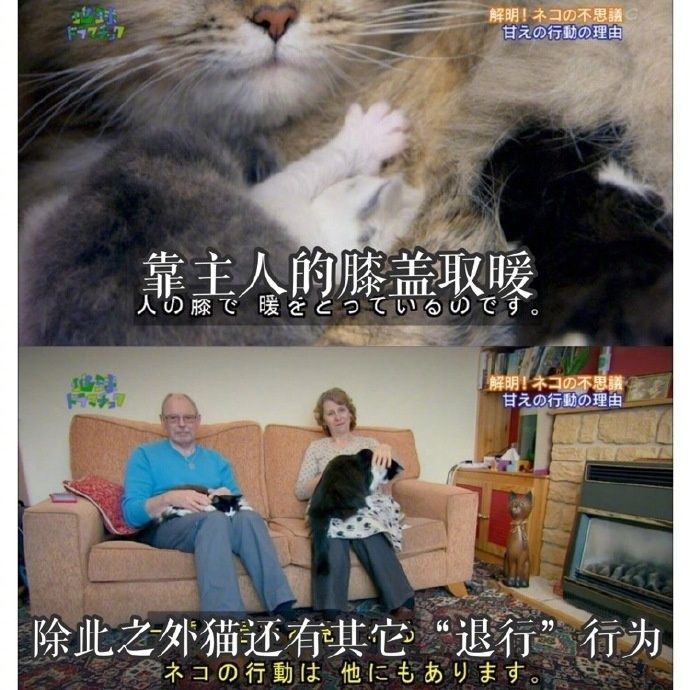 猫咪为什么喜欢趴你膝上