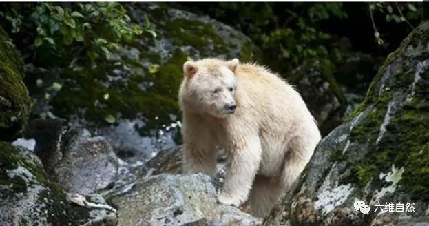 白灵熊和其它黑熊是可以和平相处的,柯莫德熊的白色毛皮不是因为白化
