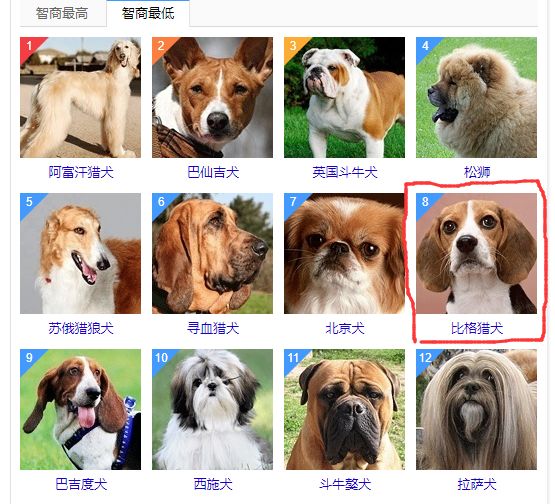 犬类智商排名,一个近三十年的误会!二哈终于可以翻身了!