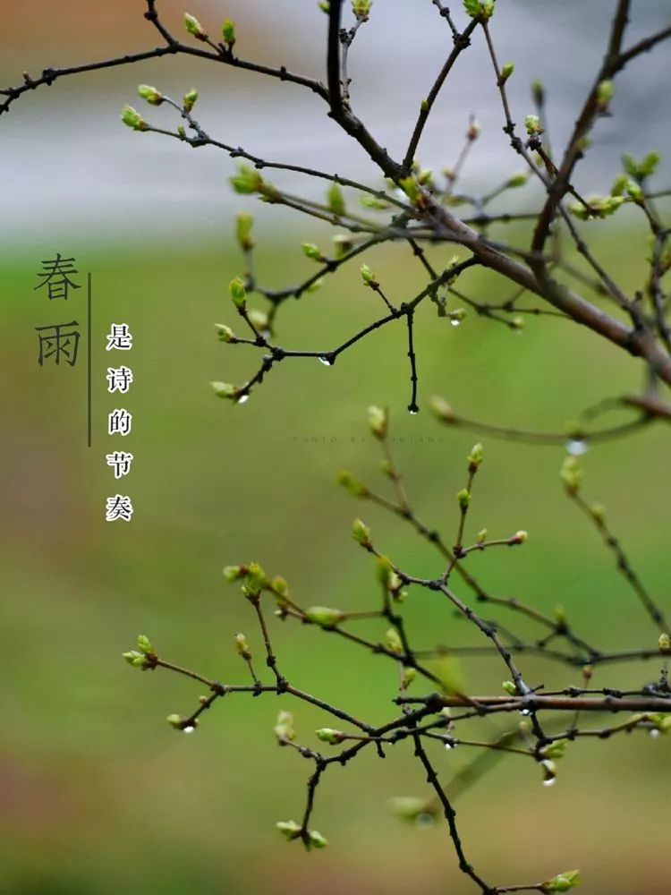 春雨花四溅图片