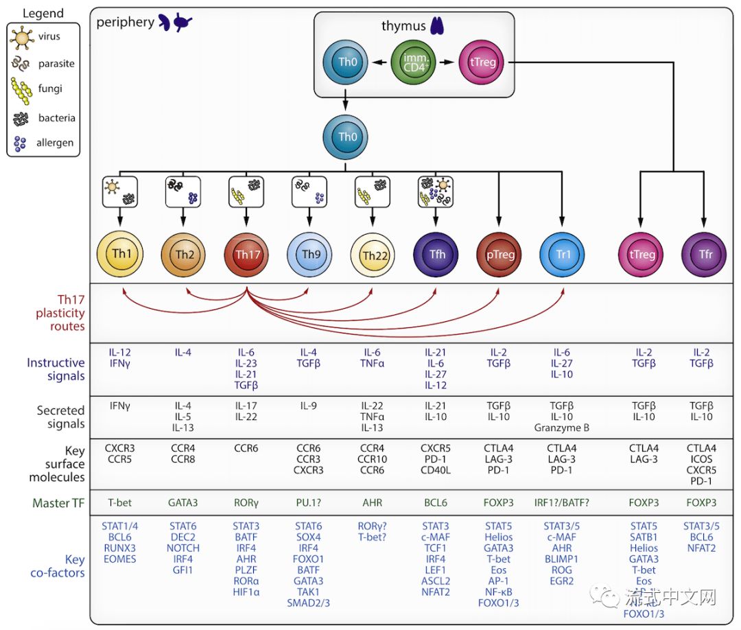 一图胜千言你应该未见过的cd4t细胞分化详细新图