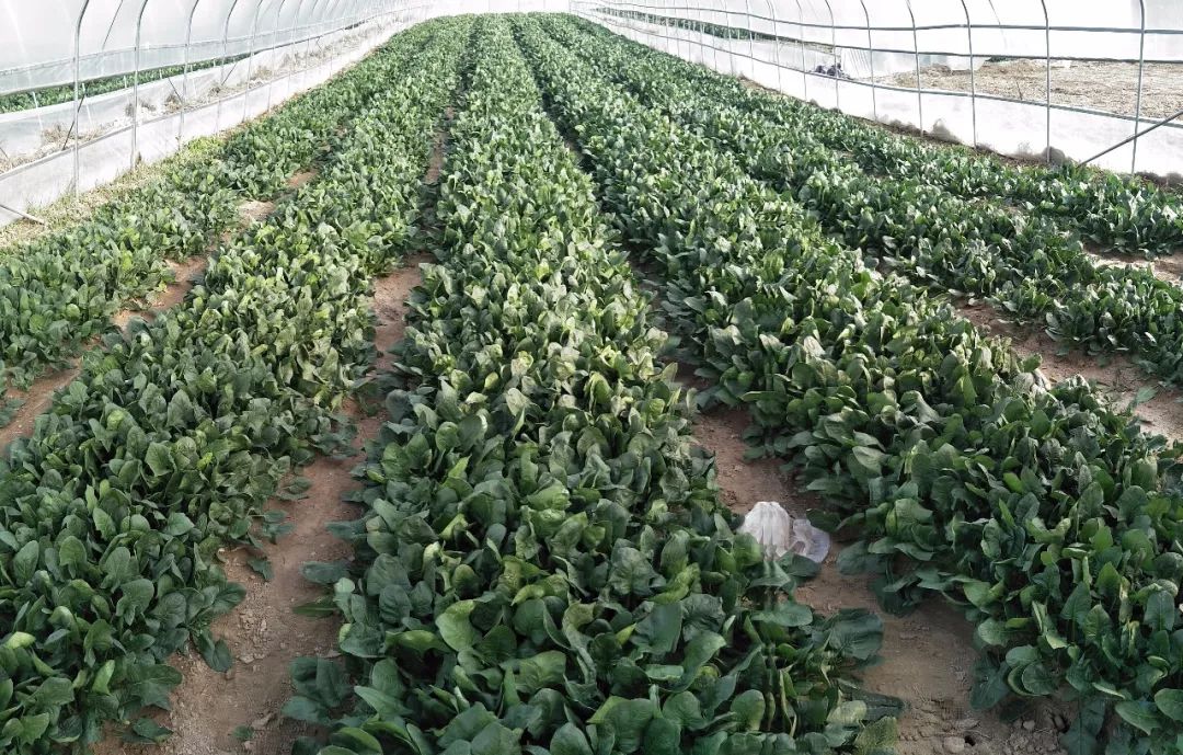 柬埔寨种菠菜图片