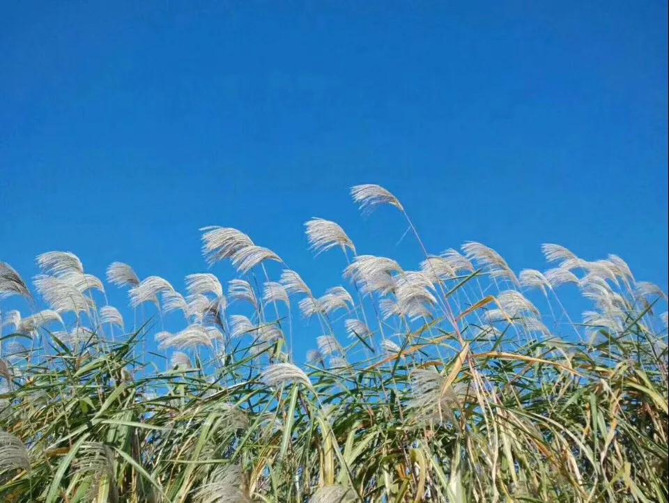 春風又綠蘆葦蕩!高郵湖蘆葦蕩溼地公園展新顏