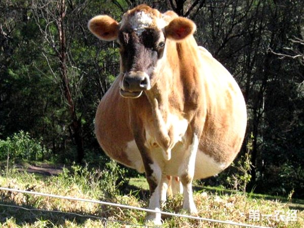 懷孕母牛飼餵稻草容易得產後癱瘓