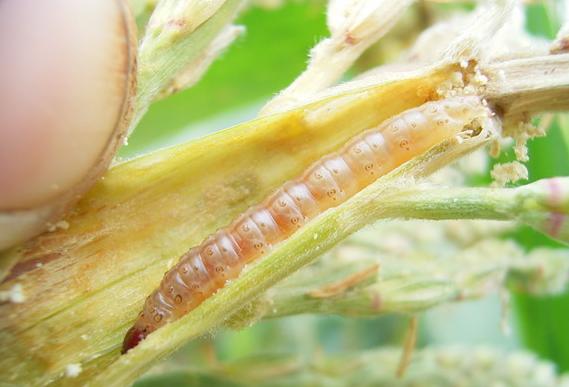 水稻大螟的危害特点:幼虫蛀入稻茎为害,可造成枯鞘,枯心苗,枯孕穗,白