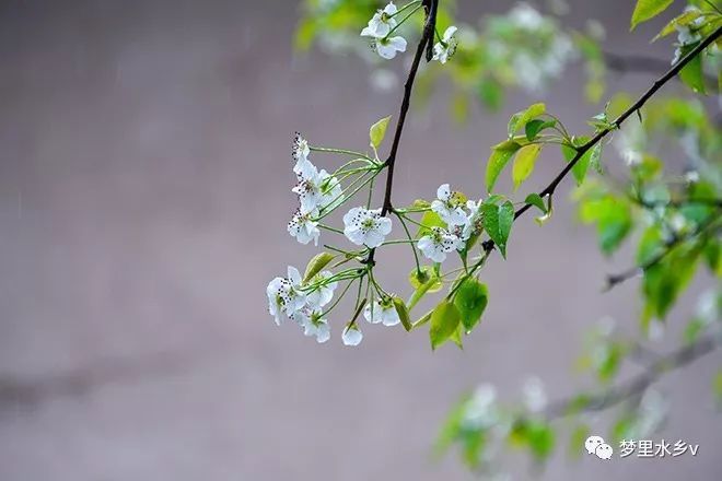 雨後寒輕,春在梨花