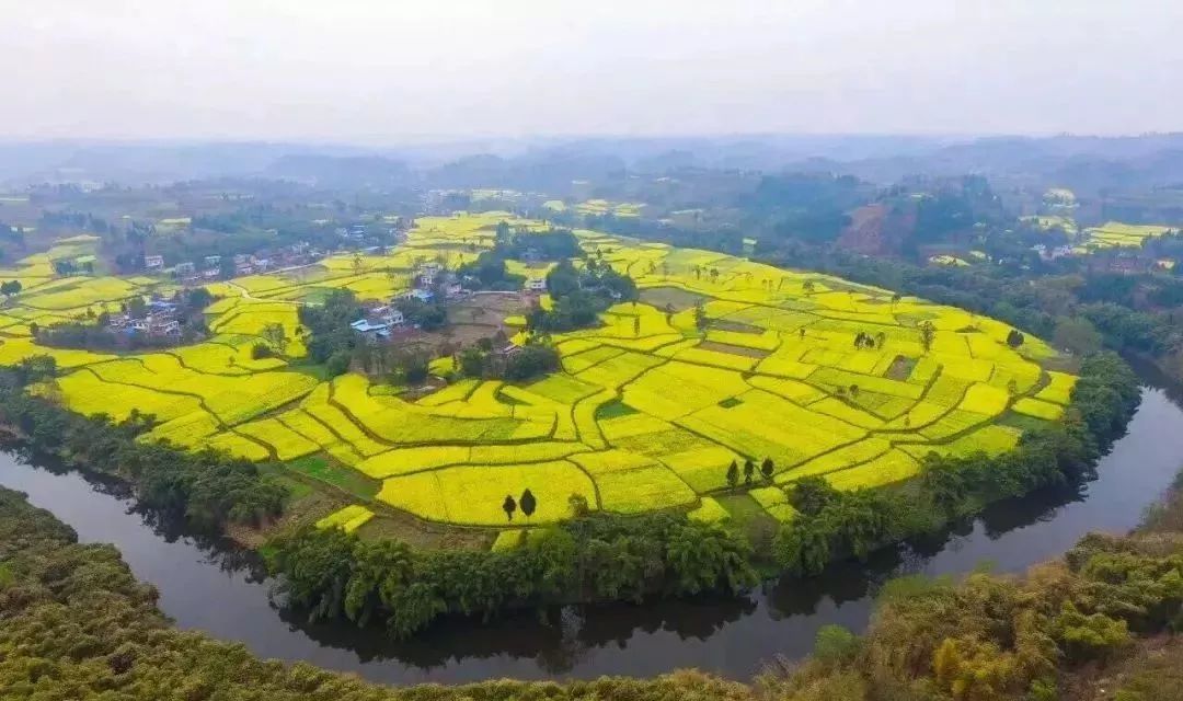 地址:仁壽縣青崗鄉鄒胡村鄒家壩實用信息花期:3月13日-3月底門票:免費