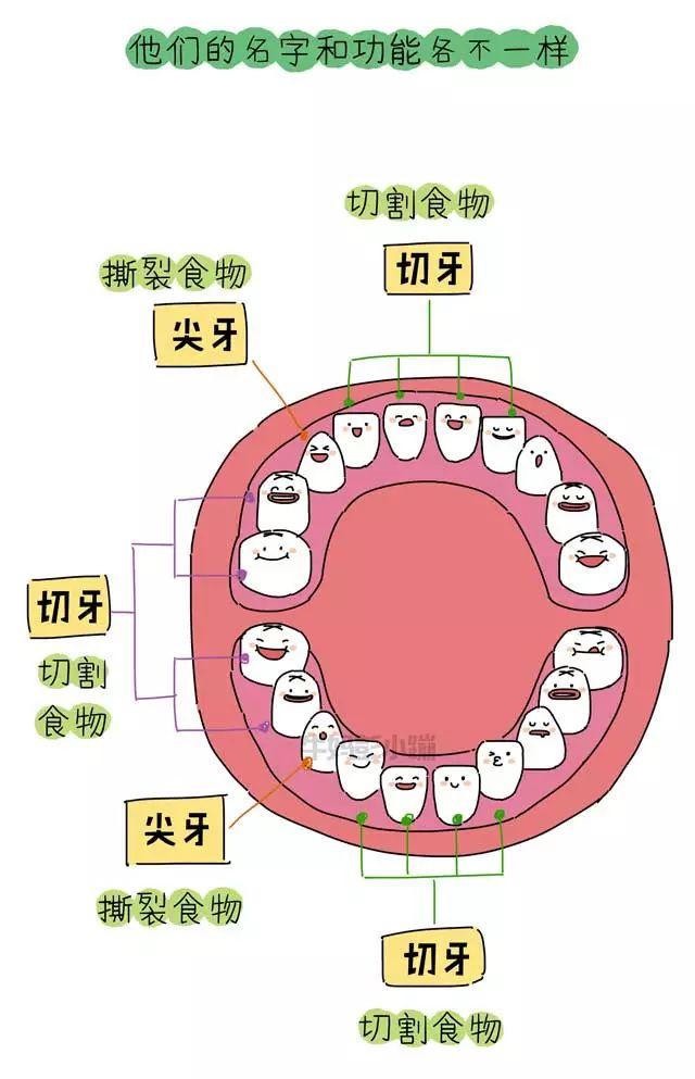 乳牙?恆牙?六齡牙?科普寶寶長牙的那些事兒