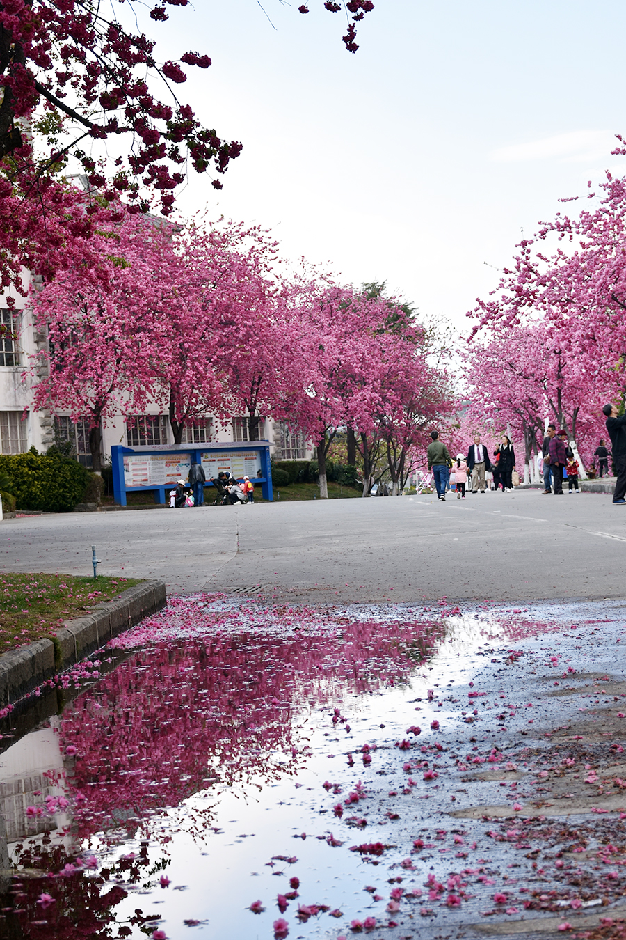大理大学冬樱花图片