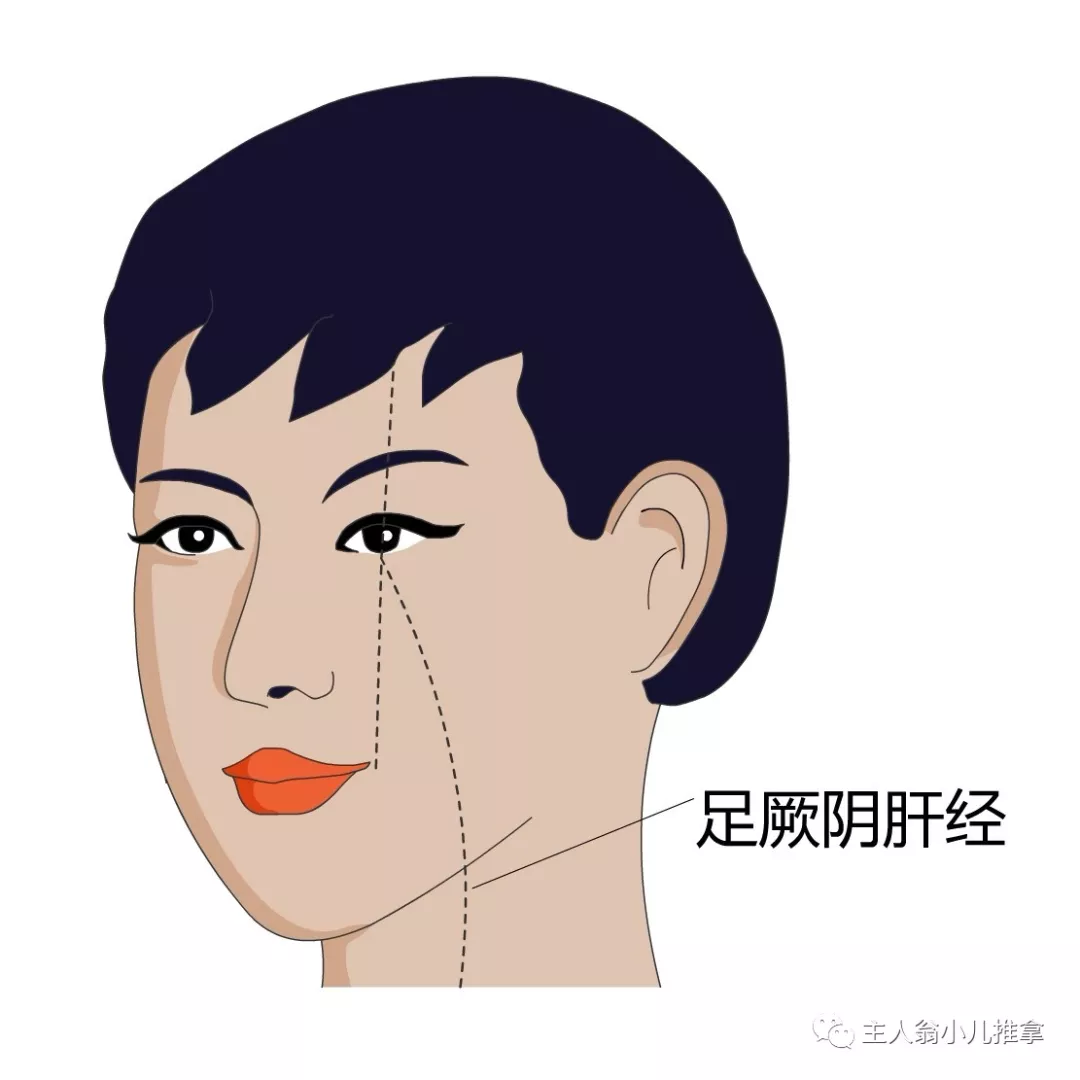 女性面部肝经经络图图片