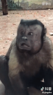 大猩猩动态抽烟表情包图片