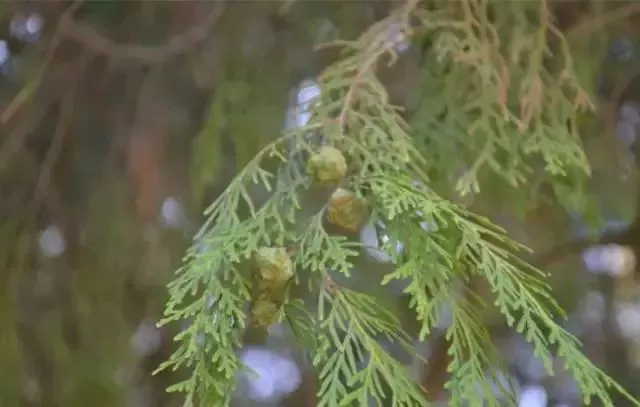 柏香树一般都栽种在寺庙周围,作为寺庙里的行道树,它的种子——百香籽