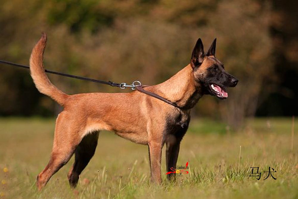 马犬多少钱一只,纯种马犬价格