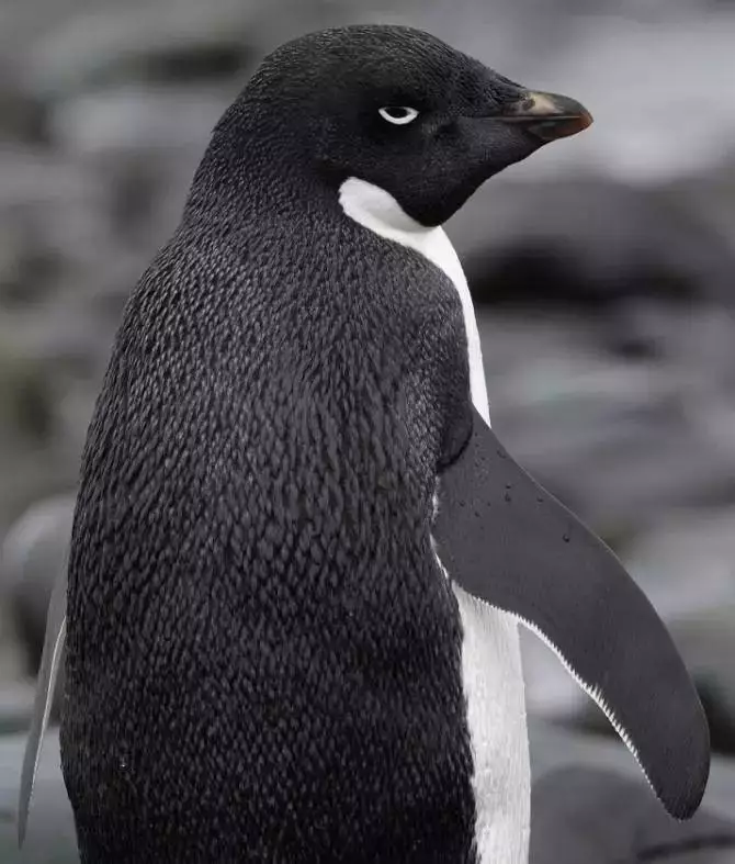 qq企鹅的原型,其实才是鹅界最毁三观的存在