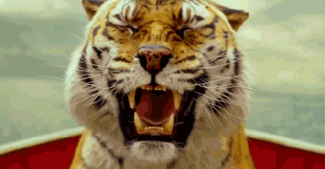 最近很火的老虎表情包图片