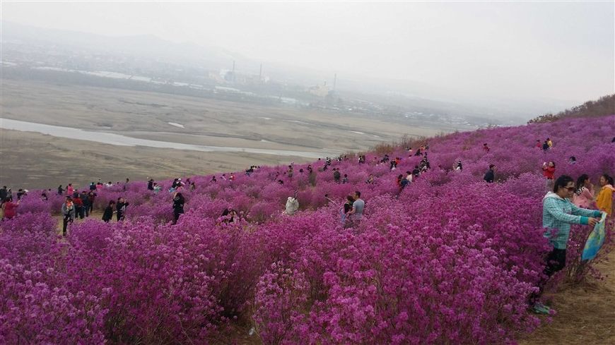 呼倫貝爾大草原攝影採風——扎蘭屯杜鵑花節