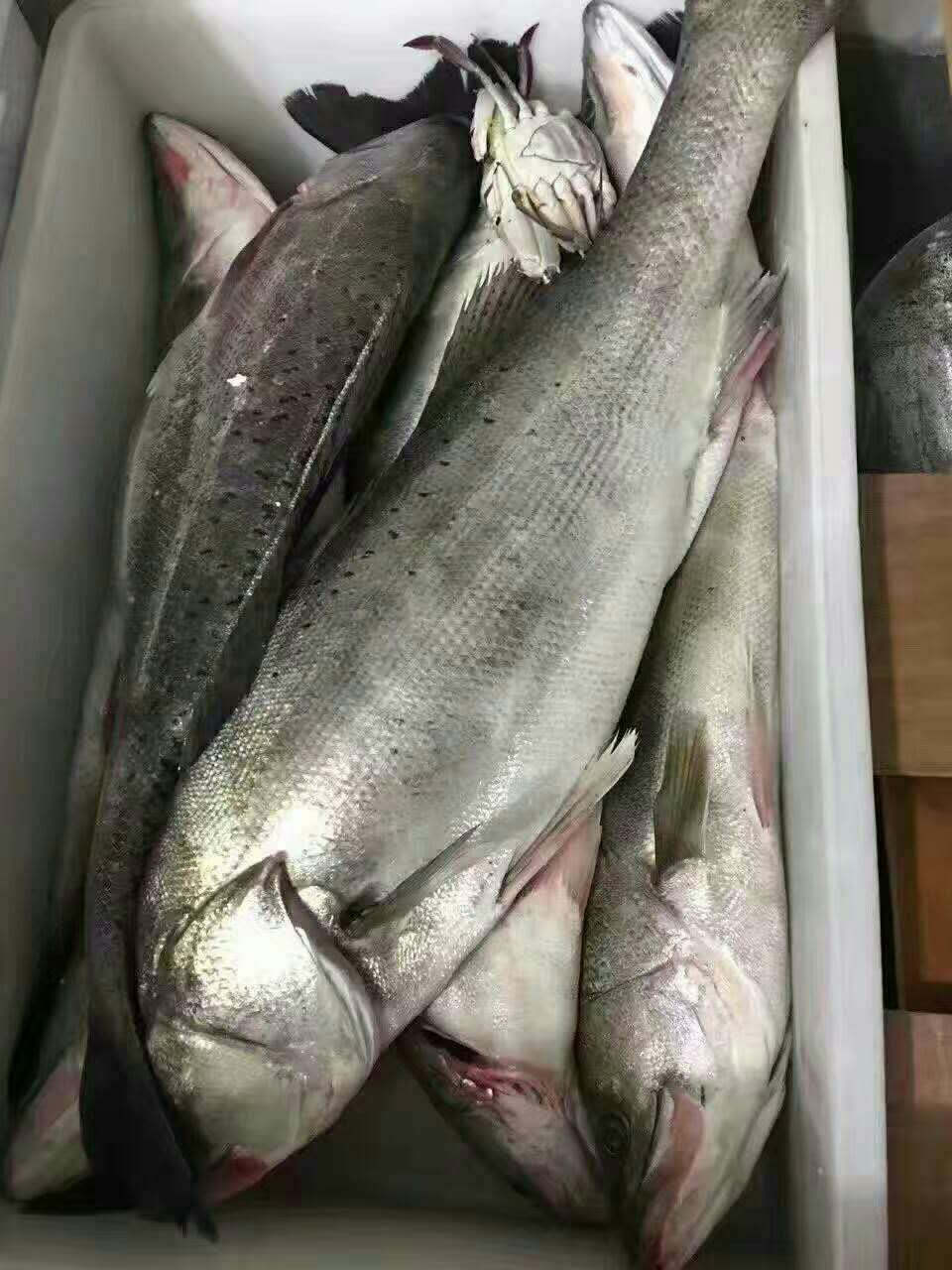 東山島野生海鱸魚怎麼做好吃海釣海鱸魚吃了有什麼好處