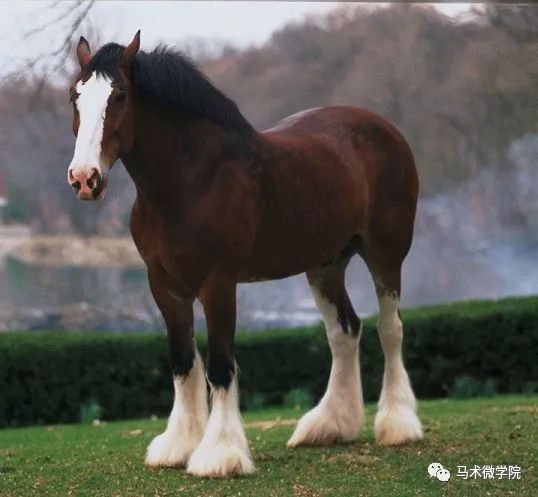 6 布洛奈马boulonnais horse在波罗奈斯,被称为"白色大理石马,属