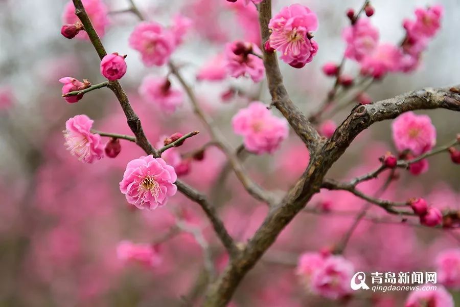 第20届青岛梅花节开幕!这场梅好邂逅约起吧!