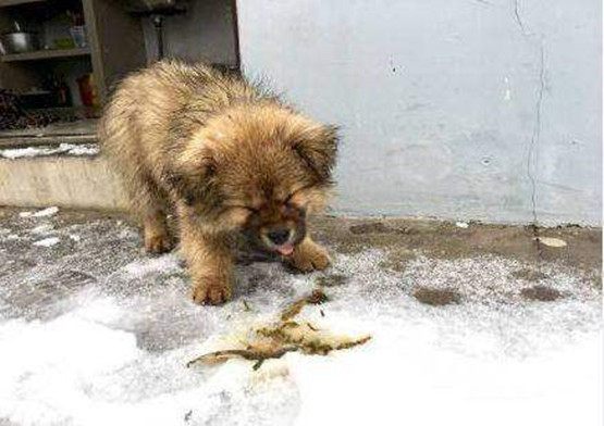 雪地里受冻挨饿的小奶狗遇到警察蜀黍救助,从此它在所里当小跟班效犬