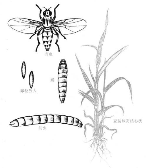 麦秆蝇的发生及防治措施