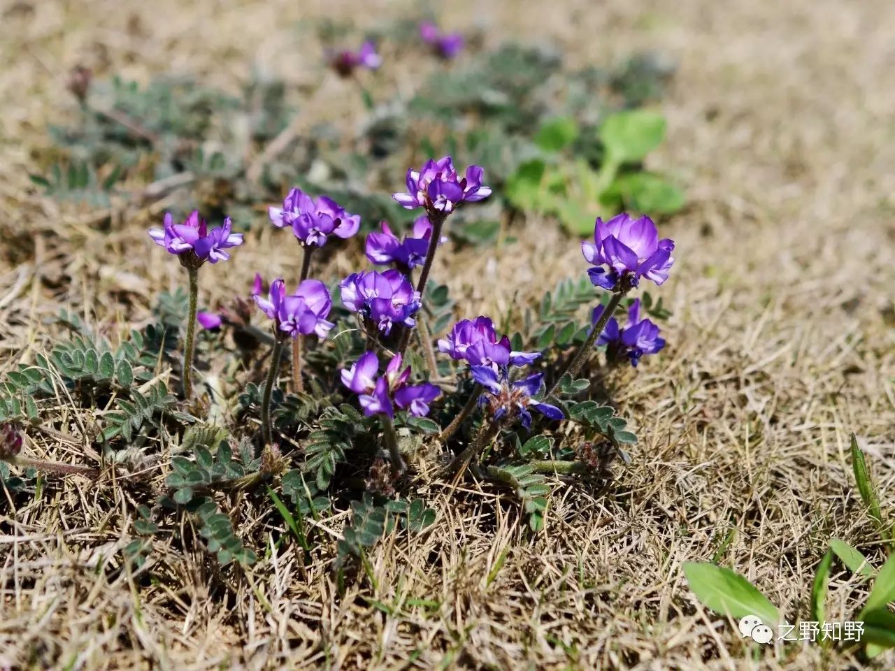 少花米口袋(gueldenstaedtia verna) 08攝影:梅子【寫在開篇】:本文