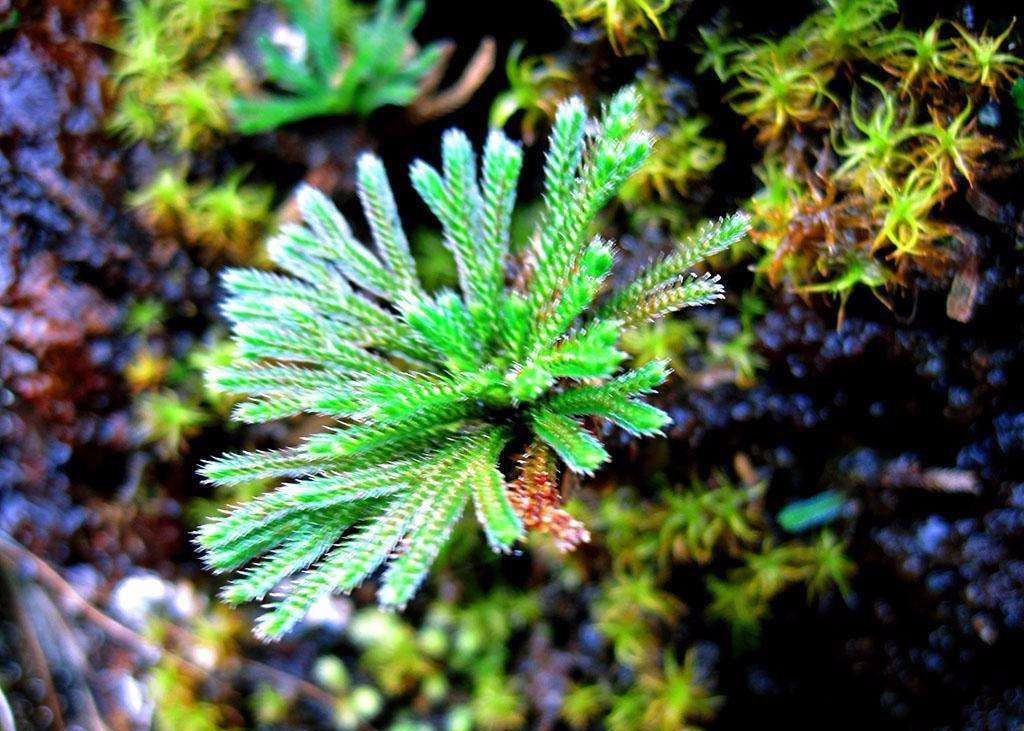 學名復活草,別名:還陽草,還魂草,長生草等.