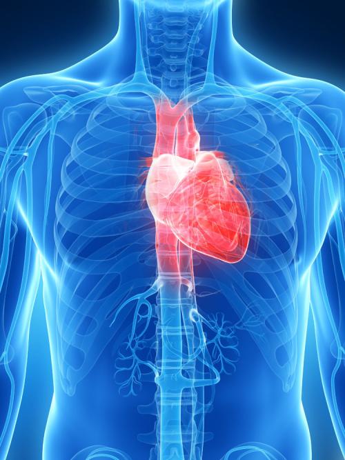 心脏的位置和解剖每个人的心都长偏了心跳声从哪里来的