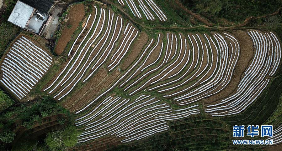 这是无人机拍摄的那坡县德隆乡三章村山间田园景观(3月20日摄.