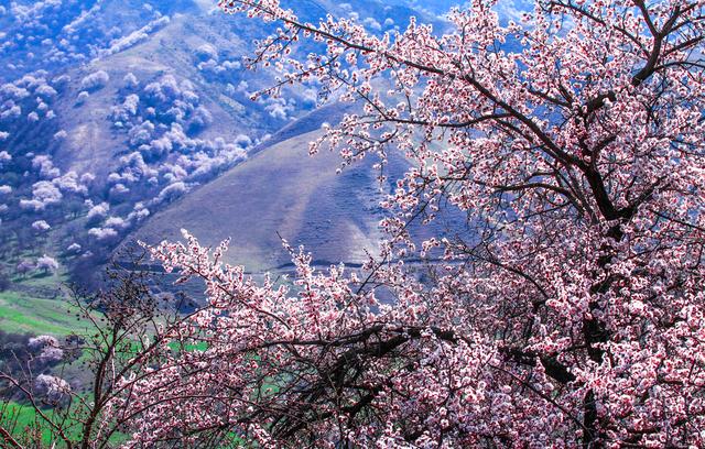 吐鲁番杏花沟图片图片