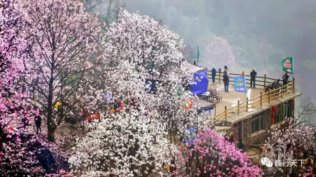 踏春访北川 吴三桂爱妃所植辛夷花开成海