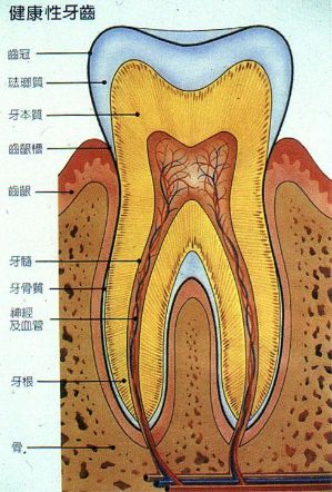 牙本质构成图片