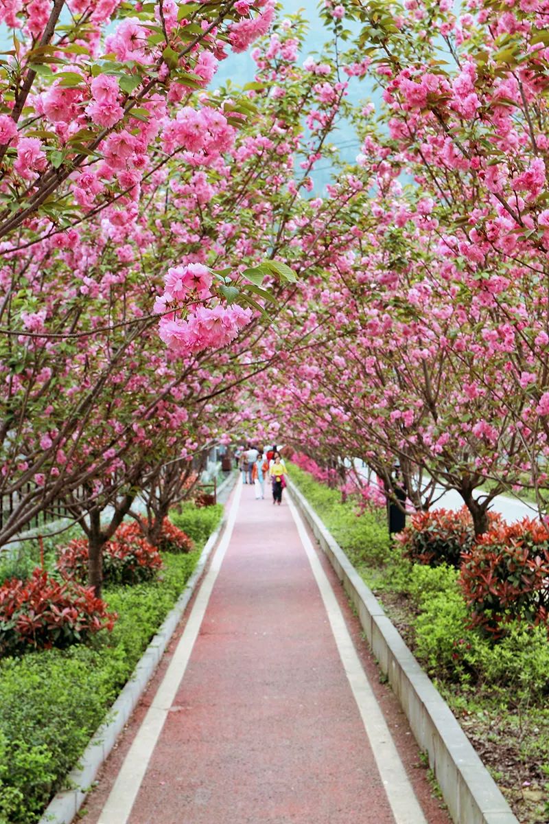 湄潭樱花图片