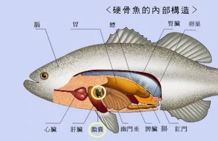 【警報】魚這個部位千萬別亂吃,幾乎吃一個