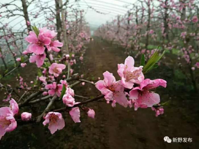 春暖花開田園新野花開錦繡只等你來