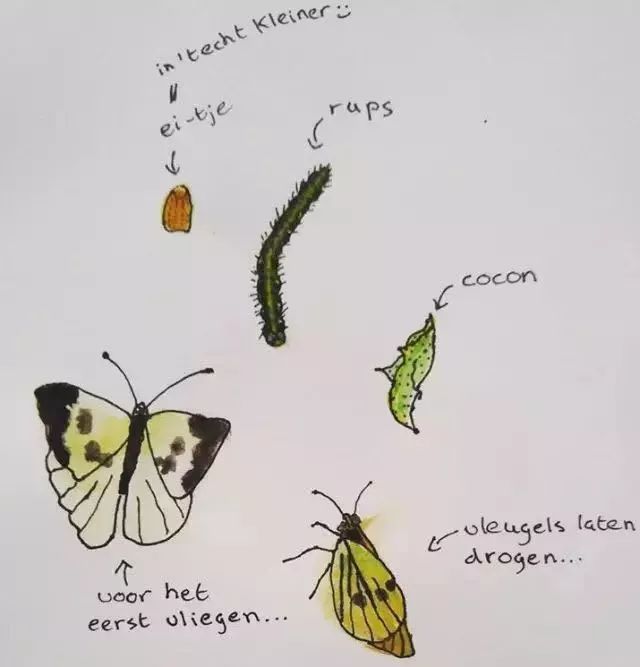蝴蝶的四个阶段图片