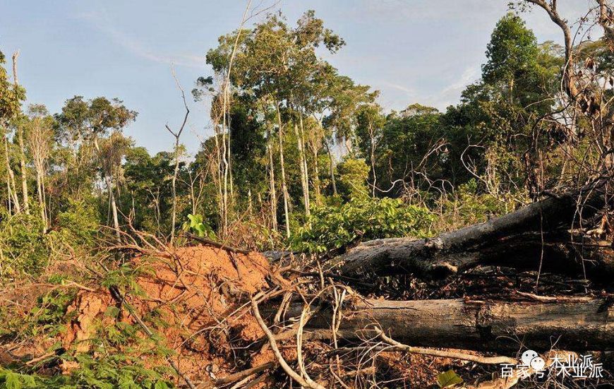 2017年亚马逊雨林因非法交易被摧毁超过一个上海那么大!