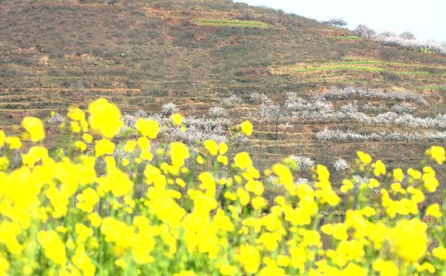 河南禹州:方山镇逯坡村千亩油菜花等待你到来